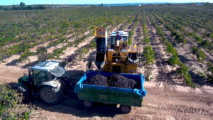 Vendimiadora descargando uva